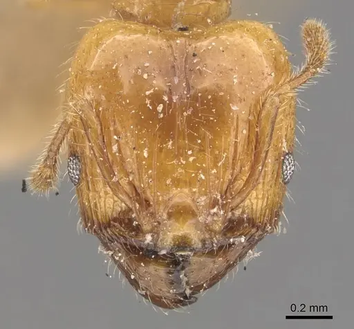 Pheidole conficta specimen