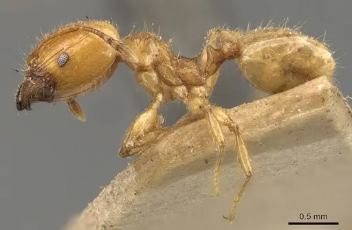 Pheidole conficta specimen