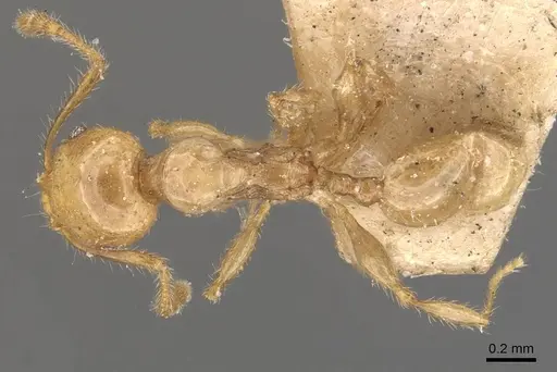 Pheidole conficta - CASENT0908038