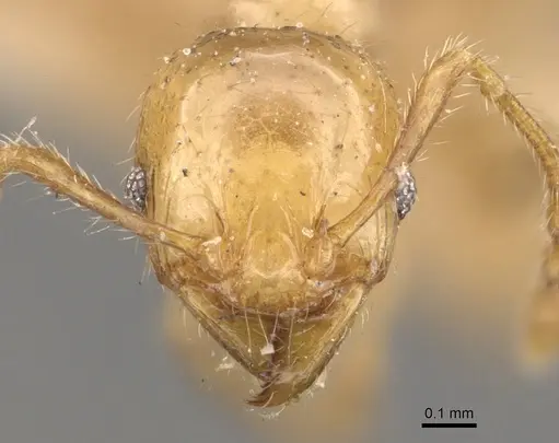 Pheidole conficta - CASENT0908038