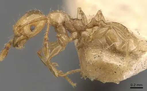 Pheidole conficta - CASENT0908038