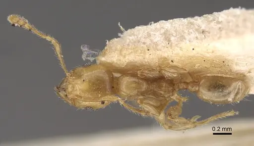 Pheidole conficta - CASENT0917764