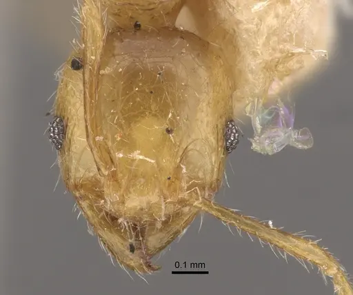 Pheidole conficta - CASENT0917764