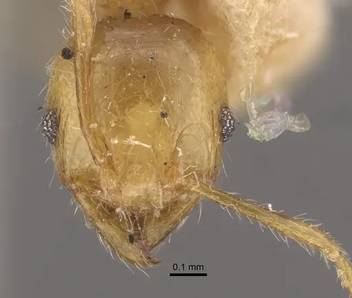 Pheidole conficta - CASENT0917764
