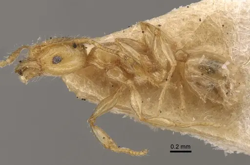 Pheidole conficta - CASENT0917764