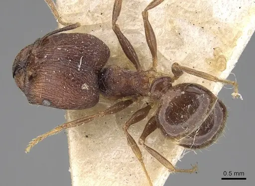 Pheidole constanciae specimen