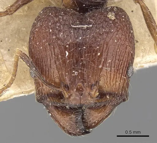 Pheidole constanciae specimen