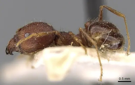 Pheidole constanciae specimen