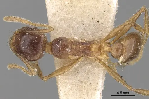 Pheidole constanciae - CASENT0281676