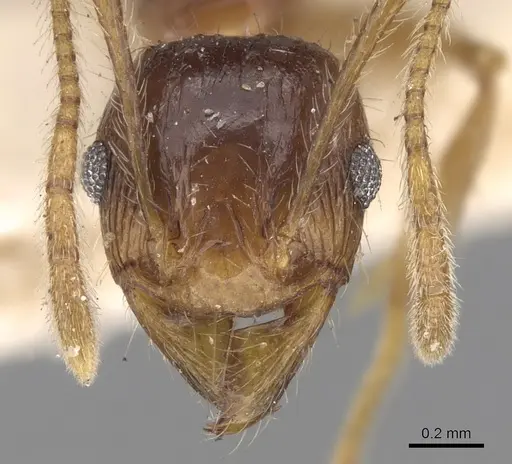 Pheidole constanciae - CASENT0281676