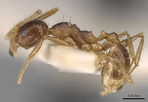 Pheidole constanciae - CASENT0281676