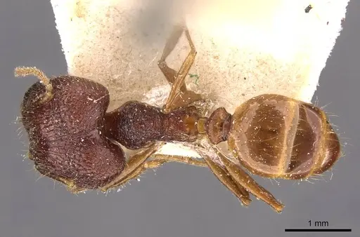 Pheidole constanciae - CASENT0907868