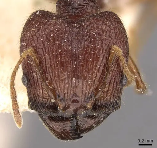 Pheidole constanciae - CASENT0907868