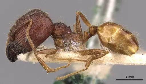 Pheidole constanciae - CASENT0907868