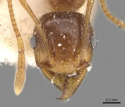 Pheidole constanciae - CASENT0907869