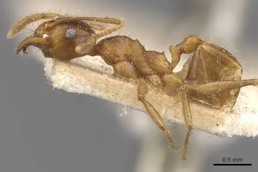 Pheidole constanciae - CASENT0907869