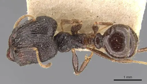 Pheidole constanciae - CASENT0907870