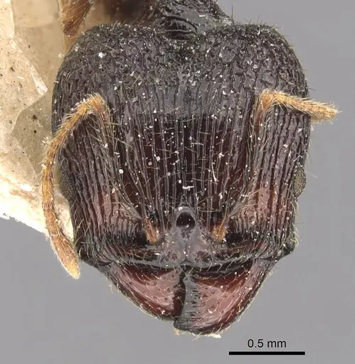 Pheidole constanciae - CASENT0907870