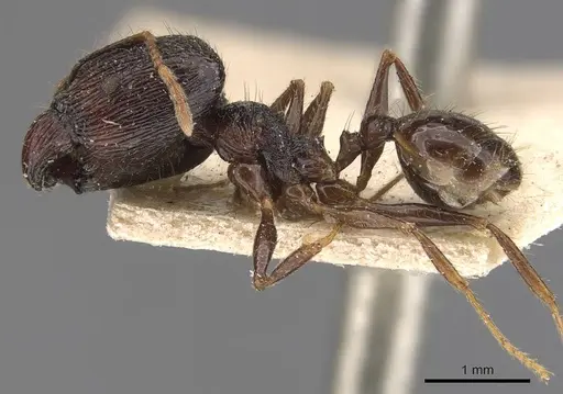 Pheidole constanciae - CASENT0907870