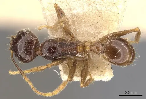 Pheidole constanciae - CASENT0907871