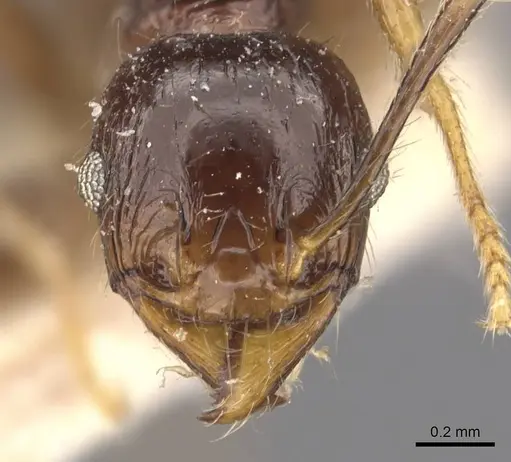 Pheidole constanciae - CASENT0907871