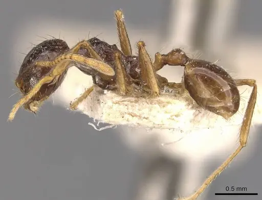 Pheidole constanciae - CASENT0907871