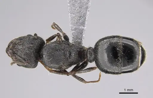 Pheidole constanciae - CASENT0923325