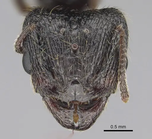 Pheidole constanciae - CASENT0923325