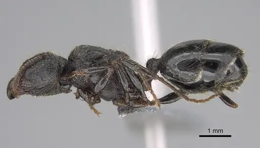 Pheidole constanciae - CASENT0923325