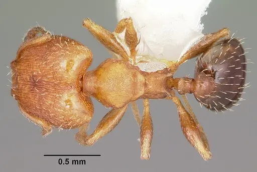 Pheidole constipata specimen