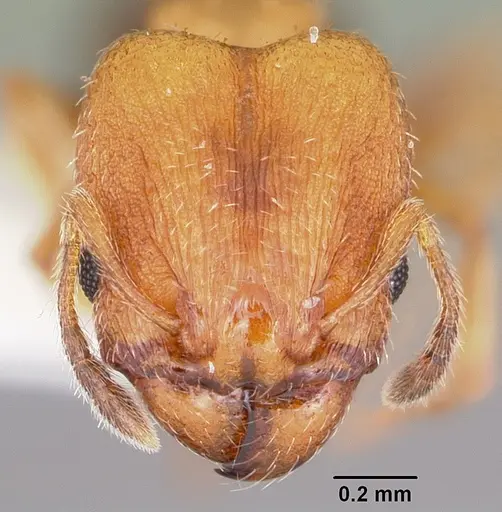 Pheidole constipata specimen