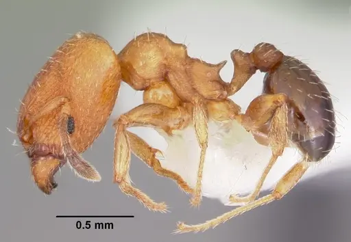 Pheidole constipata specimen