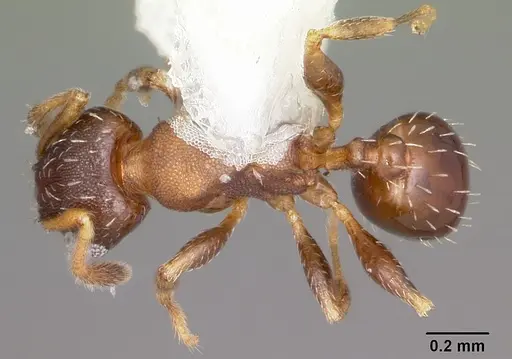 Pheidole constipata - CASENT0104786