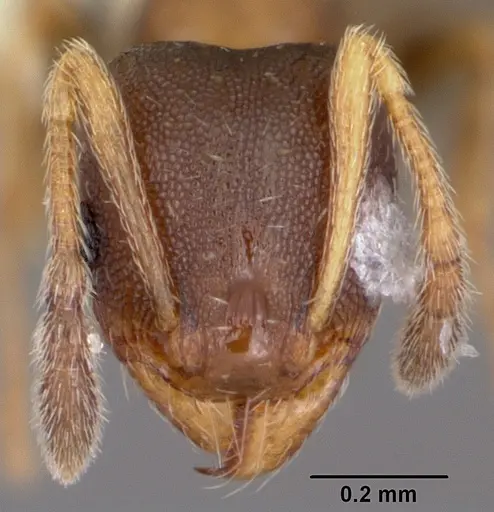 Pheidole constipata - CASENT0104786
