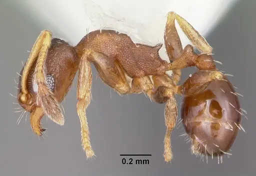 Pheidole constipata - CASENT0104786