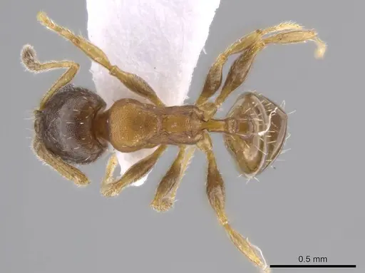 Pheidole constipata - CASENT0635942