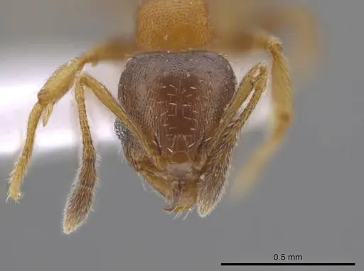 Pheidole constipata - CASENT0635942