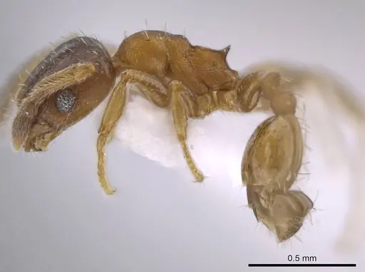 Pheidole constipata - CASENT0635942