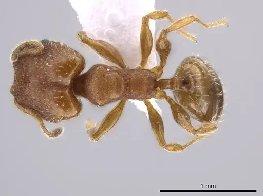Pheidole constipata - CASENT0635943