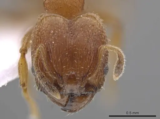 Pheidole constipata - CASENT0635943