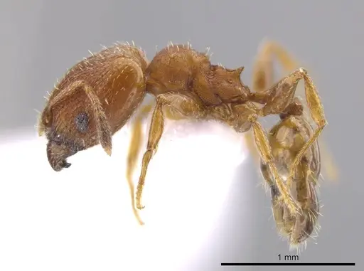 Pheidole constipata - CASENT0635943