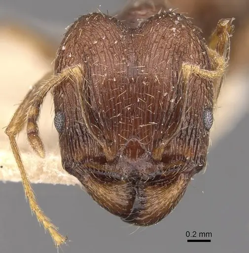 Pheidole coonoorensis specimen