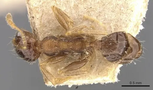 Pheidole coonoorensis - CASENT0907896