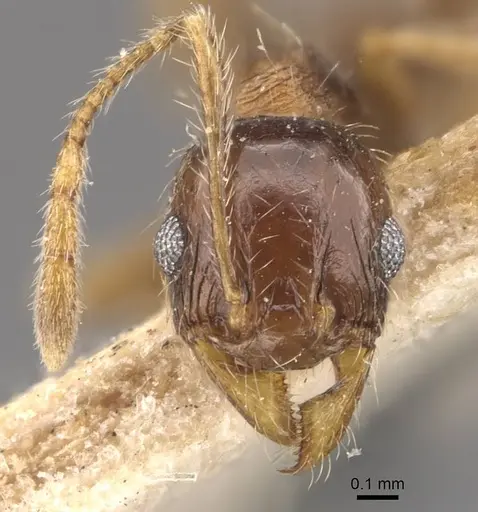 Pheidole coonoorensis - CASENT0907896