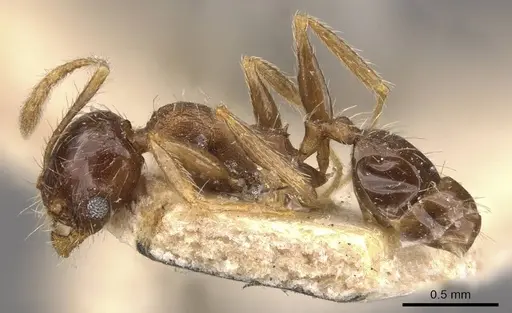 Pheidole coonoorensis - CASENT0907896