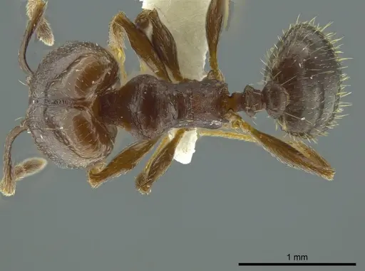 Pheidole coracina specimen