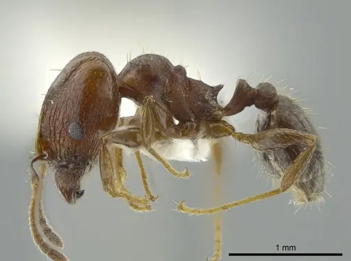 Pheidole coracina specimen