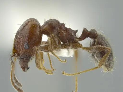 Pheidole coracina specimen