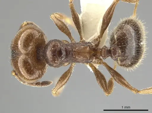 Pheidole coracina - CASENT0643971