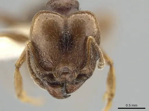 Pheidole coracina - CASENT0643971